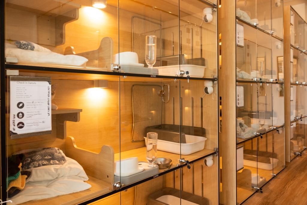 开斋节未到已爆满！宠物酒店“一房难求”