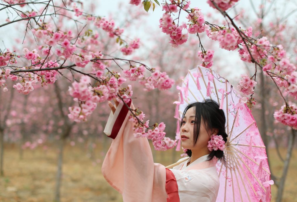 拚图三图)中国各地樱花怒放 2025武汉花期预报