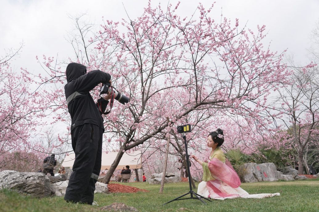 拚图三图)中国各地樱花怒放 2025武汉花期预报