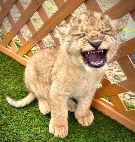 拼盘 日本“最危险动物园”9月底关闭 500动物去向不明