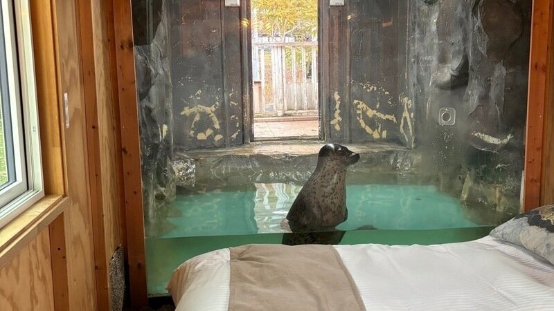 拼盘 日本“最危险动物园”9月底关闭 500动物去向不明