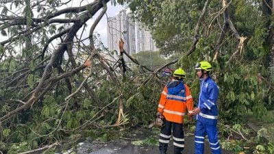 狂风暴雨袭击   文良港9宗倒树意外