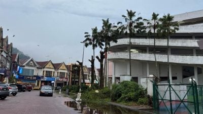 民生特工队报道获回响   鸟群聚集6大树已修剪