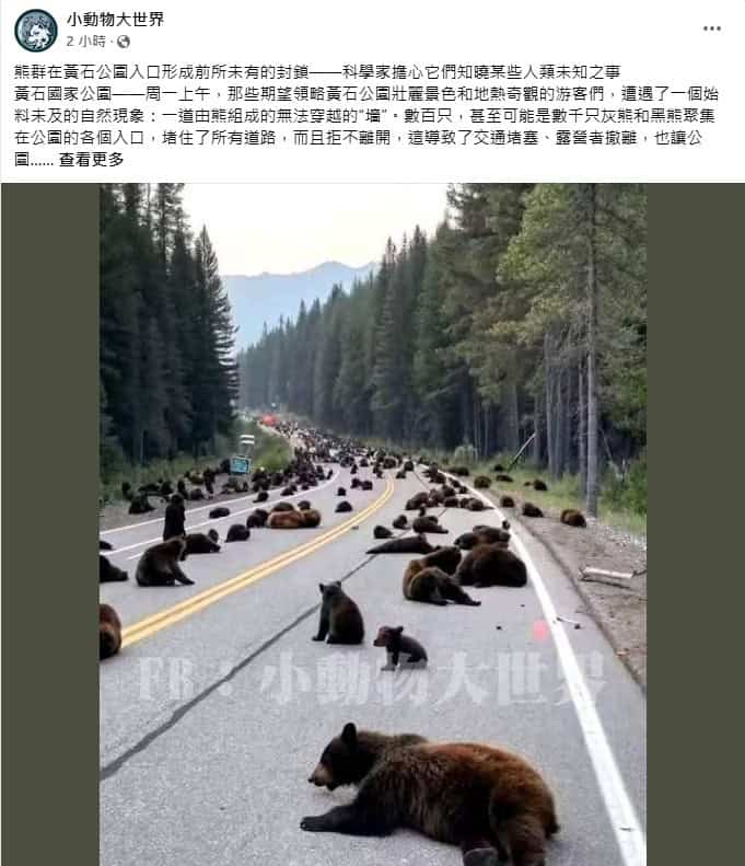 求真:黄石公园入口被熊群占据