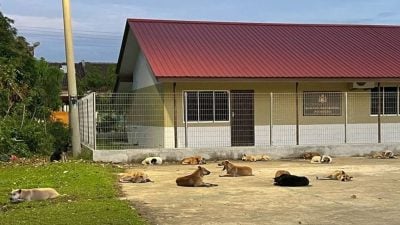 焦点社区：峇株安南住宅区 再有狗群致伤居民 市议会联合义工组织捕狗