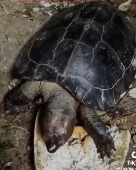 神秘龟10年准时报到 斋戒月前必访夫妻家！