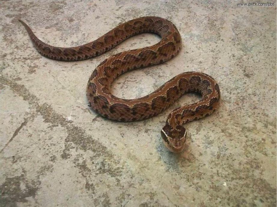 被蛇咬用嘴吸毒就好?他手发黑好可怕!