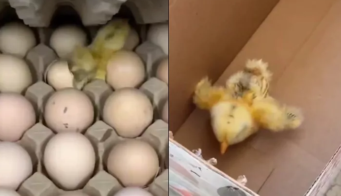 视频|买鸡蛋竟送小鸡！ 女子掀开鸡蛋托喜见小生命