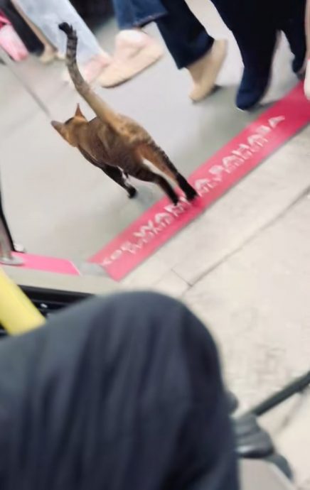 视频|公然闯轻快铁女性车厢 乘客不赶它还欣喜触摸