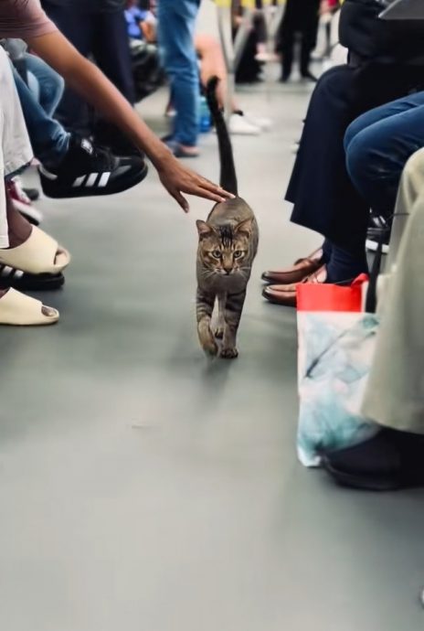 视频|公然闯轻快铁女性车厢 乘客不赶它还欣喜触摸