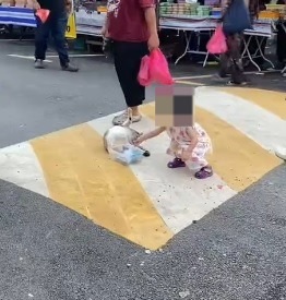 视频|猫咪“摆摊”乞讨?饲主傻眼急澄清