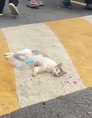 视频|猫咪“摆摊”乞讨?饲主傻眼急澄清