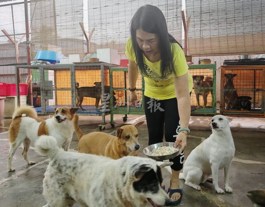 请签发（大北马）收容流浪猫狗的浪浪心声（Home For Strays）终于找到新家，需5万令吉帮助建设新家。