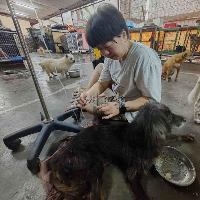 请签发（大北马）收容流浪猫狗的浪浪心声（Home For Strays）终于找到新家，需5万令吉帮助建设新家。