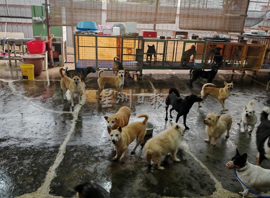 请签发（大北马）收容流浪猫狗的浪浪心声（Home For Strays）终于找到新家，需5万令吉帮助建设新家。