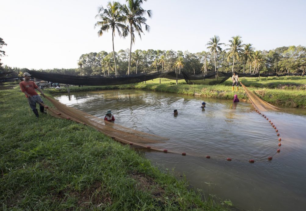 （3月13日）星角摄／图说大马：金龙鱼爸爸嘴里含卵，吐出了龙鱼宝宝
