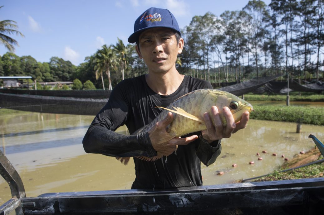 （3月13日）星角摄／图说大马：金龙鱼爸爸嘴里含卵，吐出了龙鱼宝宝