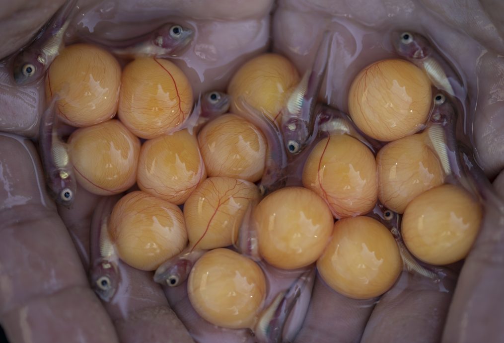 （3月13日）星角摄／图说大马：金龙鱼爸爸嘴里含卵，吐出了龙鱼宝宝