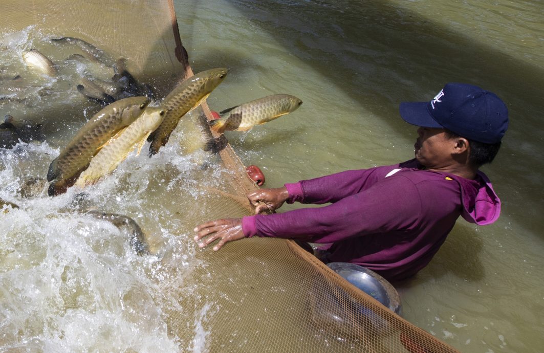 （3月13日）星角摄／图说大马：金龙鱼爸爸嘴里含卵，吐出了龙鱼宝宝