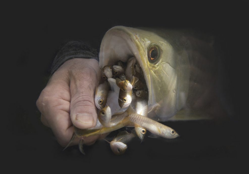 （3月13日）星角摄／图说大马：金龙鱼爸爸嘴里含卵，吐出了龙鱼宝宝