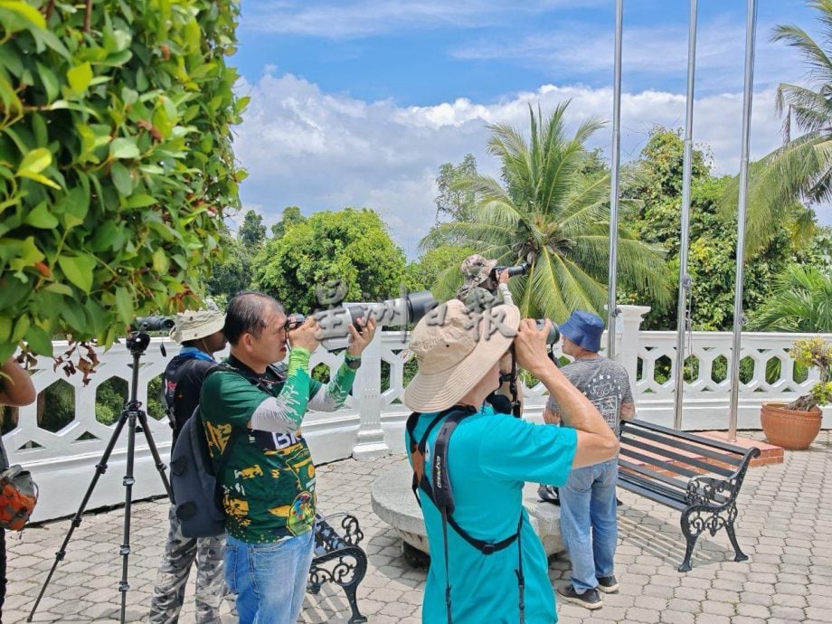 (古城封面主文)丹绒端5天累计8000老鹰过境,大自然爱好者纷纷捕捉珍贵画面