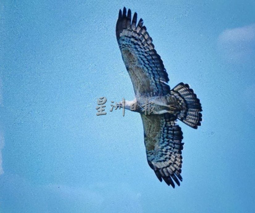 (古城封面主文)丹绒端5天累计8000老鹰过境,大自然爱好者纷纷捕捉珍贵画面