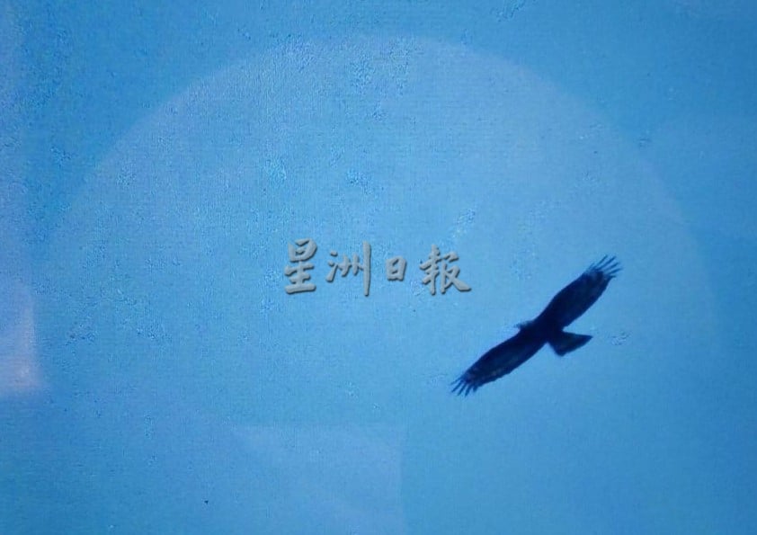 (古城封面主文)丹绒端5天累计8000老鹰过境,大自然爱好者纷纷捕捉珍贵画面