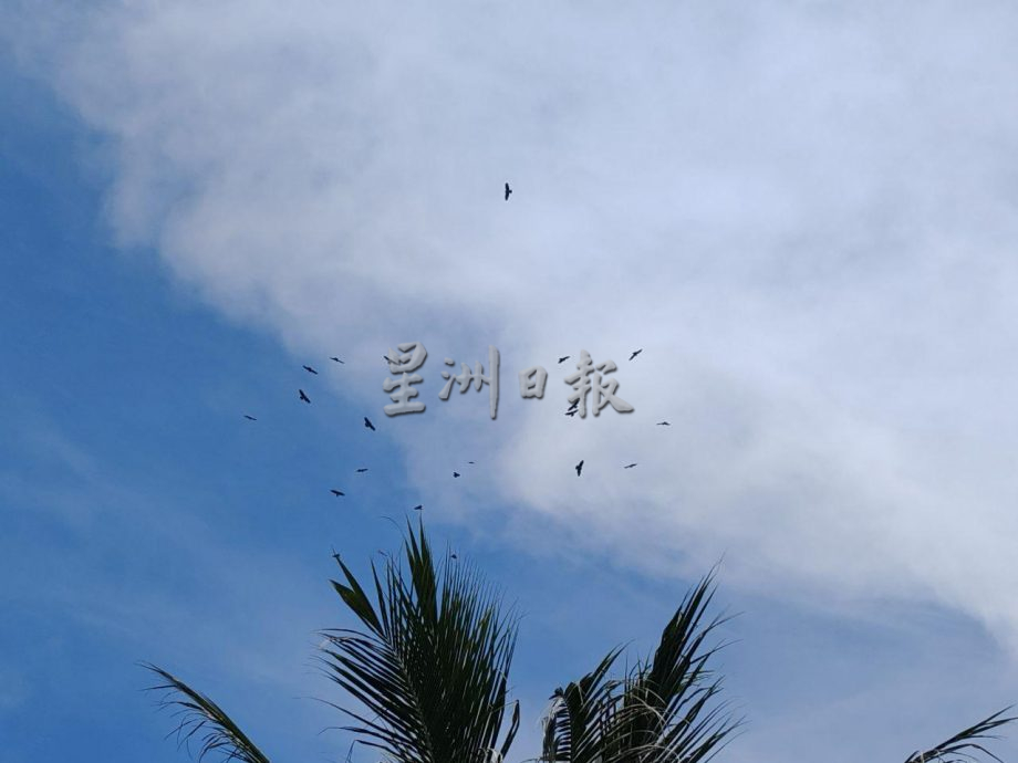 (古城封面主文)丹绒端5天累计8000老鹰过境,大自然爱好者纷纷捕捉珍贵画面