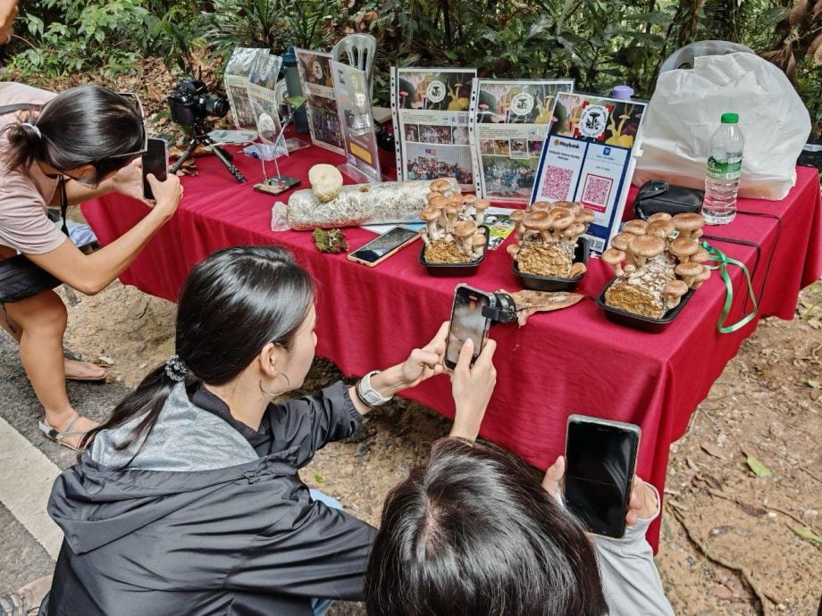 （古城封面主文）丹绒端5天累计8000老鹰过境，大自然爱好者纷纷捕捉珍贵画面