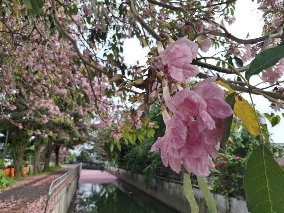 （大北马）大马樱花洒落河里，景色突然好像在日本