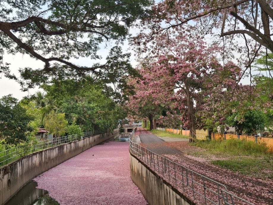 （大北马）大马樱花洒落河里，景色突然好像在日本