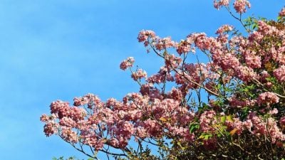 大马樱花盛开   梦幻美景稍纵即逝