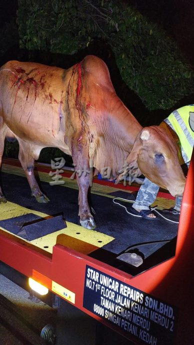 (大北马)骑士撞牛只不治身亡轿车刹车不及再撞上酿3伤