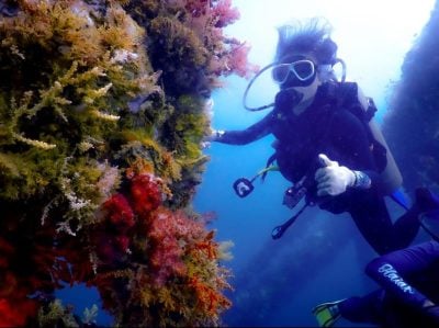 天气状况回稳 . 实务地珊瑚礁公园重开