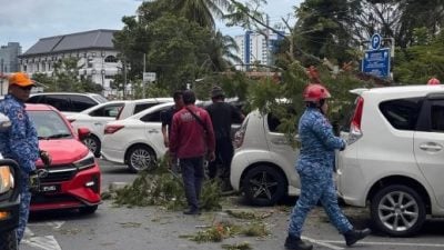 大树倒下 压毁轿车．幸亏司机不在车内