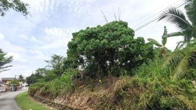 邻居投诉市厅代议士无果    空地杂草丛生 何处解？