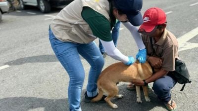 森普莱：砂仍受狂犬病影响．呼吁为猫狗接种疫苗