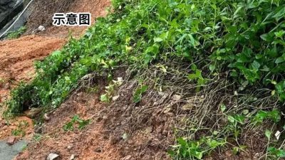 国际学校突发山泥倾泻  压毁校舍轿车
