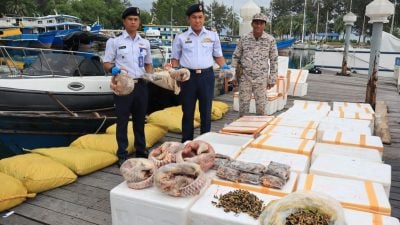 中药产业需求大 穿山甲盗猎何时休？