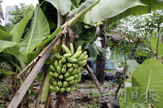 【马来村落／02】以旅游之名，让世界看见甘榜峇鲁的魅力