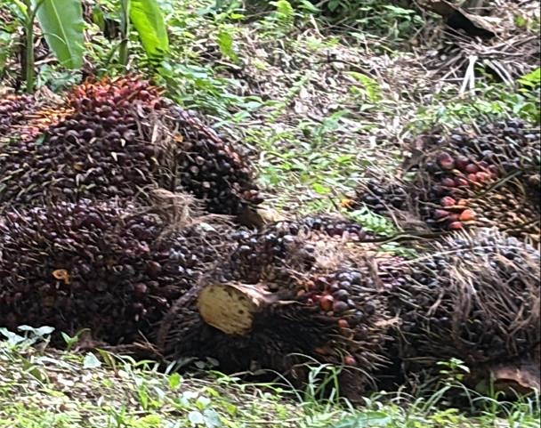 东:巴也朗财团风波 垦殖民试阻砍果