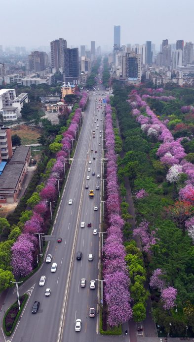 中国广西柳州大风吹起“花雨” 网民分享紫荆花漫天飞舞画面