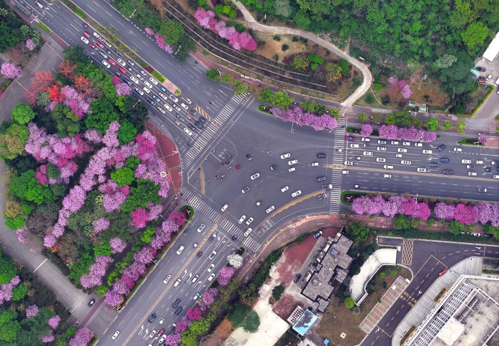 中国广西柳州大风吹起“花雨” 网民分享紫荆花漫天飞舞画面