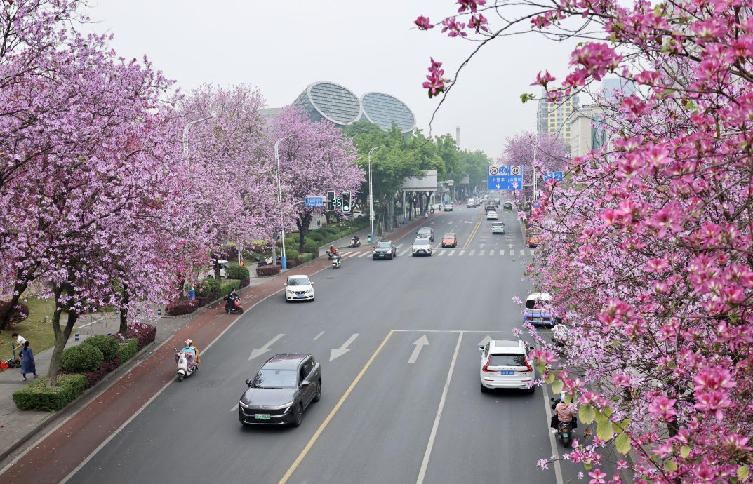 中国广西柳州大风吹起“花雨” 网民分享紫荆花漫天飞舞画面