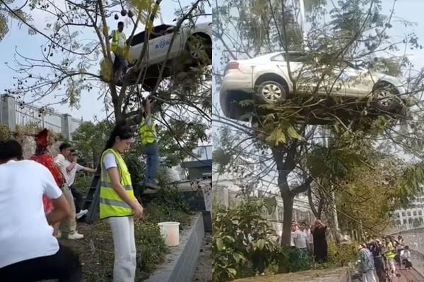 中驾训班爆女学员练车“把车开上树”！官方调查结果大逆转