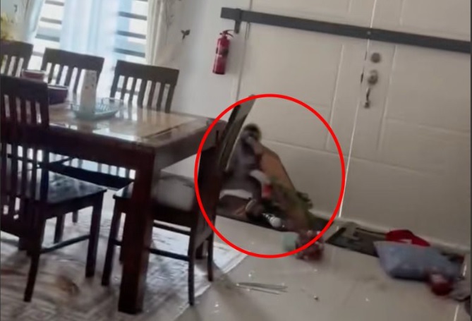 **全国综合（只供网）**：原来爱美非只人类天性  猴子闯民宅只偷镜子