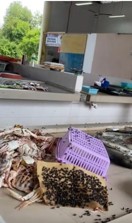 **全国综合(只供网)**:海鲜摊突遭“苍蝇围攻” 是海产不新鲜或另有隐情?