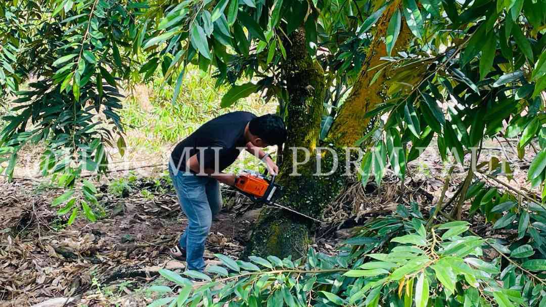 全国：彭亨州政府摧毁猫山王非法芭行动，料将长达一个月