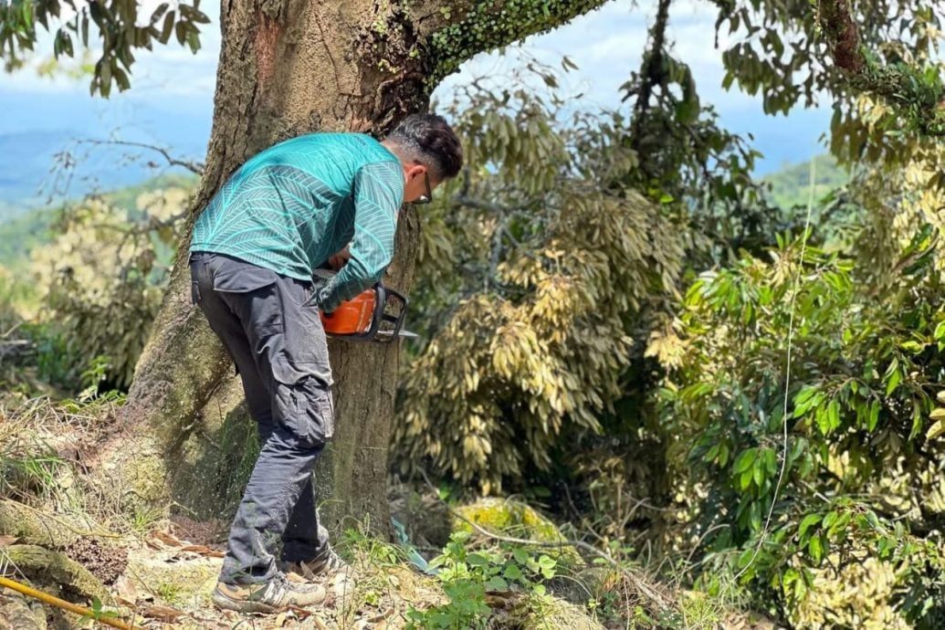 全国:彭政府执法3天摧毁非法芭猫山王,至今已覆盖202公顷土地