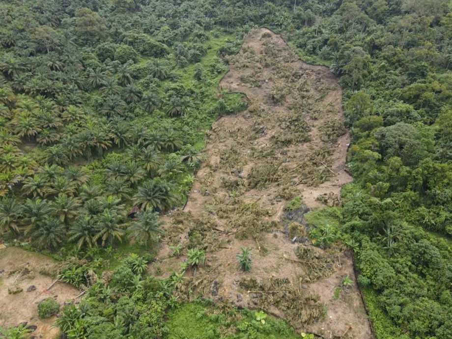 全国:彭政府执法3天摧毁非法芭猫山王,至今已覆盖202公顷土地